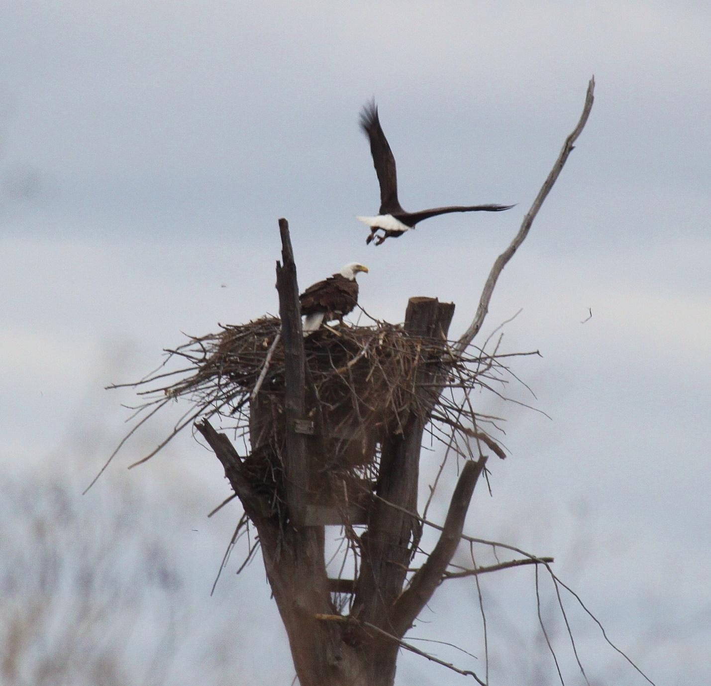 An eagle nest. PC: National Park Service.